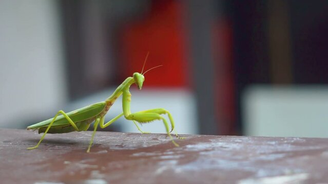 Green Praying Mantis