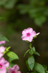 Beautiful pink phlox flowers blooming in the summer garden. Rural landscape of Latvia, Northern Europe.