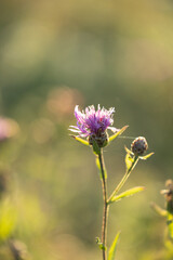 Beautiful pink flowers blooming in the summer meadow. Natural rural scenery of Latvia, Northern Europe.