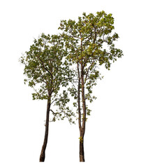 Obraz premium Trees isolated on transparent background with clipping path and alpha channel.