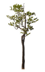 Obraz premium Green tree isolated on transparent background with clipping path and alpha channel.