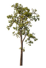 Obraz premium Green tree isolated on transparent background with clipping path and alpha channel.