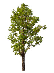 Green tree isolated on transparent background with clipping path and alpha channel.