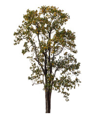 Tree isolated on transparent background with clipping path and alpha channel.