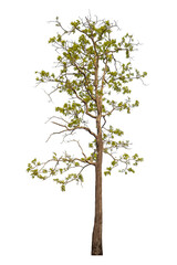 Obraz premium Tree isolated on transparent background with clipping path and alpha channel.