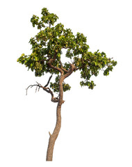 Green tree isolated on transparent background with clipping path and alpha channel.