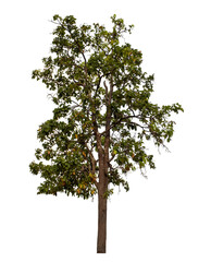 Tree isolated on transparent background with clipping path and alpha channel.