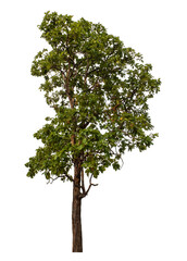 Green tree isolated on transparent background with clipping path and alpha channel.