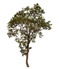 Tree isolated on transparent background with clipping path and alpha channel.