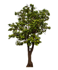 Green tree isolated on transparent background with clipping path and alpha channel..