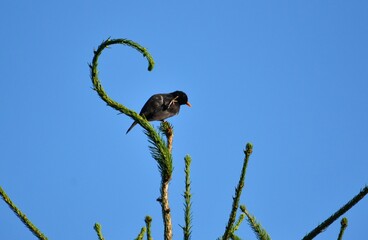 blackbird sitting on the top of a spruce tree, blue sky background