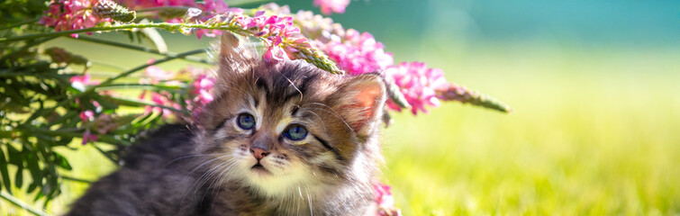 Cute little kitten sitting on the grass with flowers in the summer garden. Horizontal banner