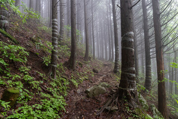 霧の森を歩く