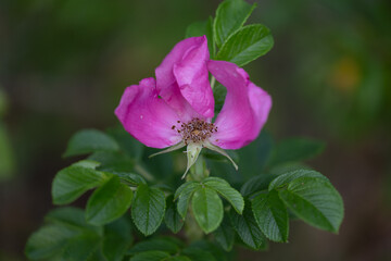 Beautiful pink wild roses blooming during summertime. Natural scenery of Latvia, Northern Europe.
