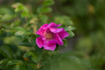 Beautiful pink wild roses blooming during summertime. Natural scenery of Latvia, Northern Europe.