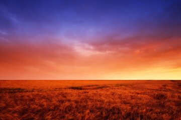 Cornfield, landscape and farm with sunset in nature for agriculture, travel location and plants in countryside. Wallpaper, wheat and sunrise in farmland with mockup, ecology and organic background