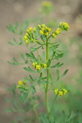 Inflorescence of common rue (Ruota graveolens). Use as natural insect repellent.