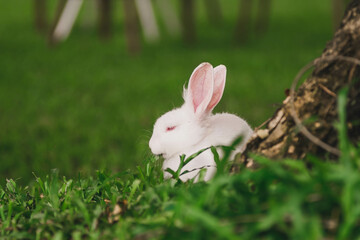 White rabbit with red eyes on the garden lawn.