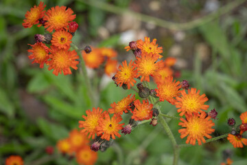 Blossoms of orange hawkweed (Hieracium aurantiacum).