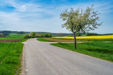 Spring scenic with a flowering tree