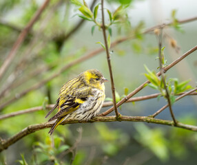 Female black-headed goldfinch
