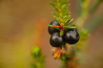 Detailed close-up of black crowberries (Empetrum nigrum) on a branch with green leaves. The dark berries stand out against the blurred background, showcasing their texture and natural beauty
