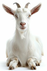 Close-Up Portrait of a White Goat with Horns on a White Background