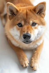Adorable Shiba Inu Dog Lying on White Background Looking at Camera with Curious Expression