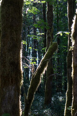 Fototapeta premium A Vancouver Island rainforest and trees covered with moss. Incredible landscape and silence. Canada