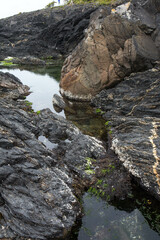 Botanical Beach Tidepool, Vancouver Island. Botanical Beach near Port Renfrew British Columbia Vancouver Island.