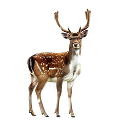 Fototapeta premium Clipart illustration of deer on a white background. Suitable for crafting and digital design projects.[A-0001]
