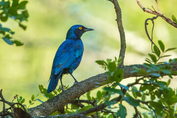  Lesser Blue-eared Starling (Lamprotornis chloropterus), in the Kruger National Park South Africa, 4K resolution, closeup

