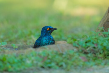  Lesser Blue-eared Starling (Lamprotornis chloropterus), in the Kruger National Park South Africa, 4K resolution, closeup

