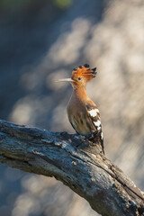 Eurasian Hoopoe or Common hoopoe (Upupa epops), Hoopoe with a loose crest on his head sits on a branch on a natural background.  © Miroslav Srb