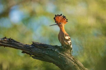 Eurasian Hoopoe or Common hoopoe (Upupa epops), Hoopoe with a loose crest on his head sits on a branch on a natural background. 