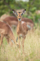 Impala Antelopes in the Kruger National Park, South Africa, closeup, portrait, 4K resolution