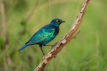 Obraz premium Lesser Blue-eared Starling (Lamprotornis chloropterus), in the Kruger National Park South Africa, 4K resolution, closeup