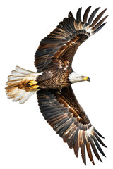 Fototapeta premium Majestic Bald Eagle Soaring in Flight with Outstretched Wings on Transparent Background in Stunning Detail 