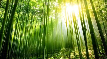 sunlight through bamboo forest