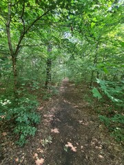 Obraz premium nature path in the Plänterwald Forest in Berlin, Treptow/Köpenick