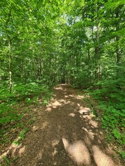 nature path in the Plänterwald Forest in Berlin, Treptow/Köpenick