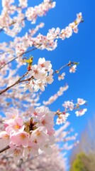Obraz premium Delicate White Cherry Blossoms Blooming Against a Bright Blue Sky