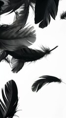 Fototapeta premium Black Feathers Falling Against a White Background