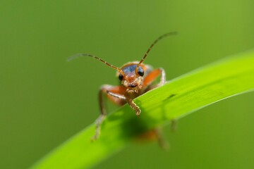 Soldatenkäfer auf Grashalm