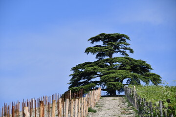 Fototapeta premium The centuries-old Cedar of Lebanon near La Morra in Piedmont