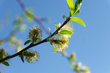 branch of blooming willow against the blue sky