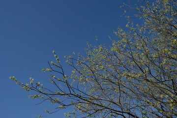 branch of blooming willow against the blue sky