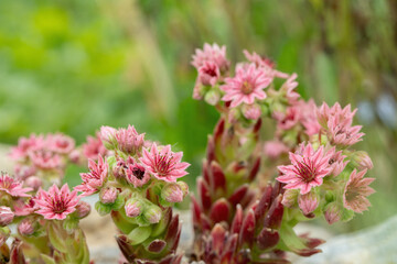 Pink, blooming houseleeks (Genus Sempervivum).