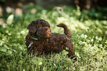 Purebred Lagotto Romagnolo puppy (Italian water dog) discovering the outdoors