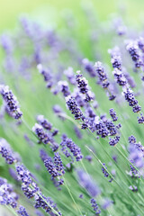 Nature background with spring flowers. Selective and soft focus. Close up.